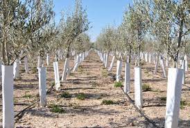 Protector carton cultivo arboles