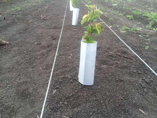 Protector carton cultivo arboles