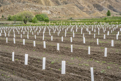 Protector de arboles mexico